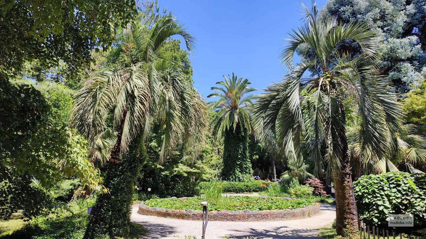 Пальмы в Ботаническом саду в Сухуми