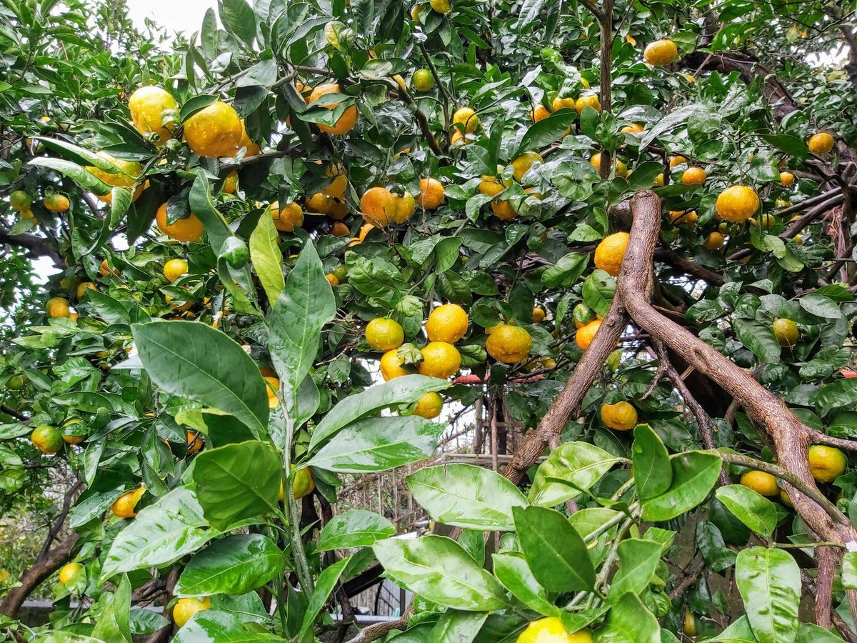 Tangerines in the garden