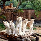 Тбилисский зоопарк / Tbilisi Zoo