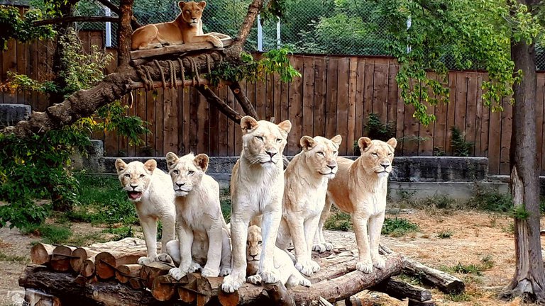 Tbilisi Zoo