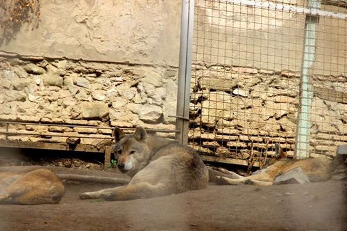 Tbilisi Zoo. Wolves