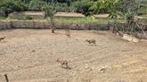 Tbilisi Zoo
