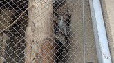 Tbilisi Zoo