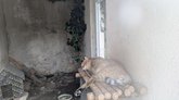 Tbilisi Zoo