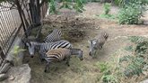 Tbilisi Zoo