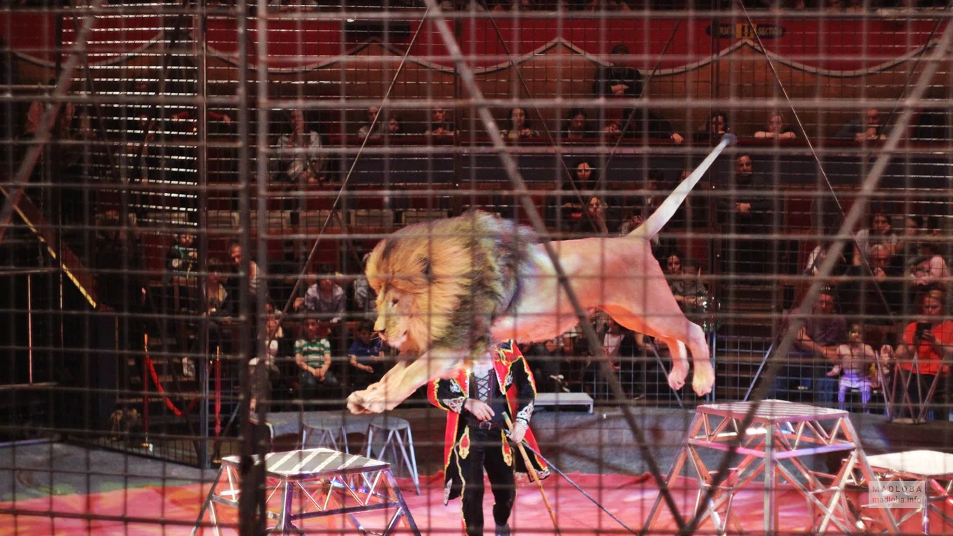 Арена цирка в Грузии