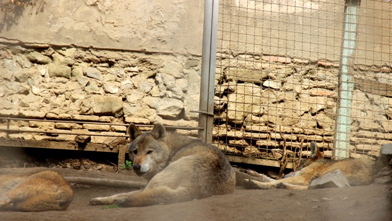 Государственный зоопарк Тбилиси