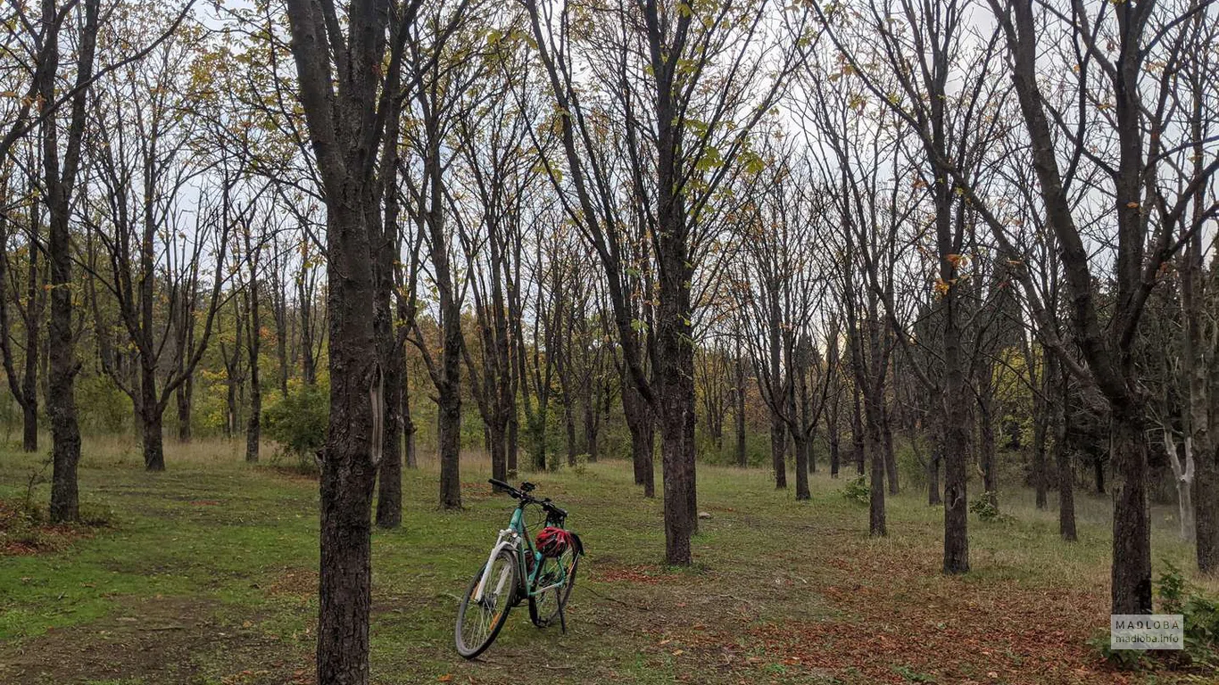 Велопрогулка по Тбилисскому дендрологическому парку