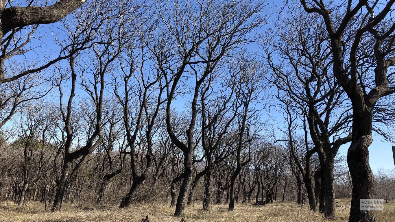 Сухие деревья в Тбилисском дендрологическом парке