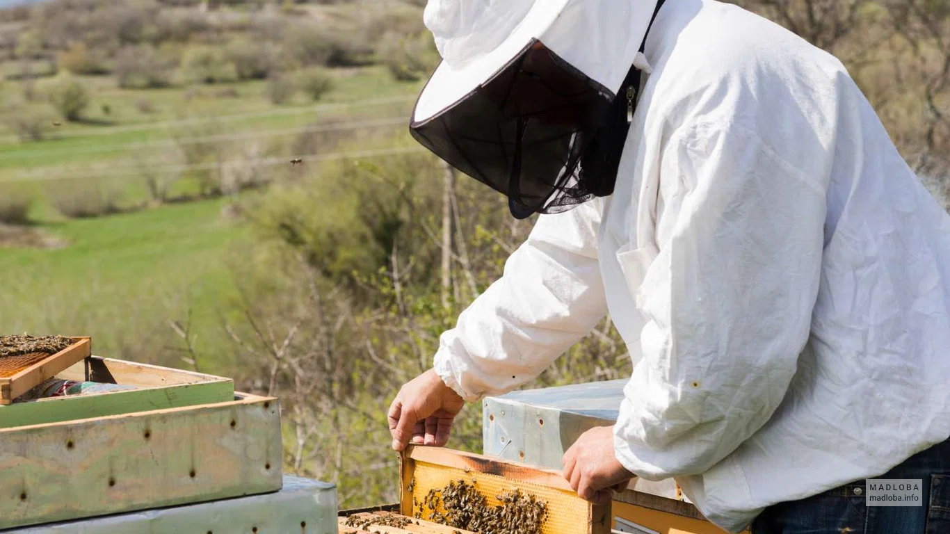 пасека Tianeti Natural Honey