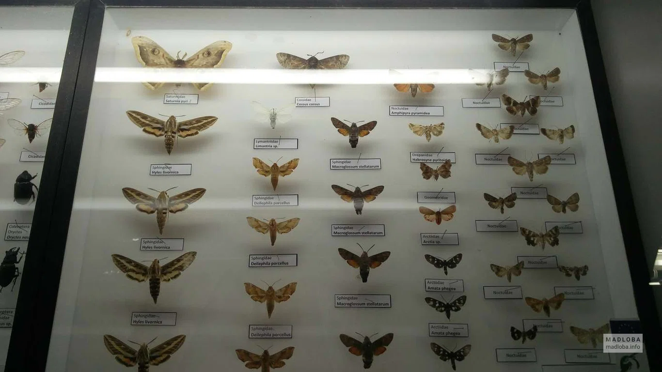 Коллекция бабочек в центре посетителей парка Вашловани
