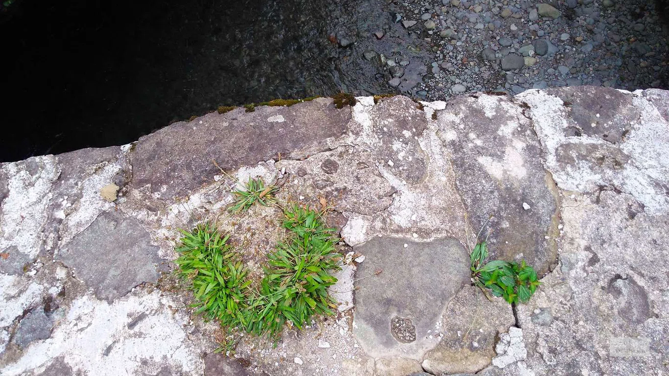 Растение пробивается сквозь каменное покрытие Цхемванского моста