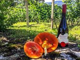 Tsulukidze wine yards