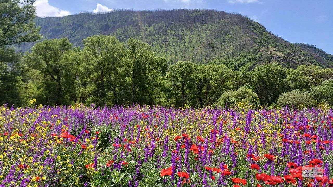 Поле сезонных цветов — природный оазис среди гор