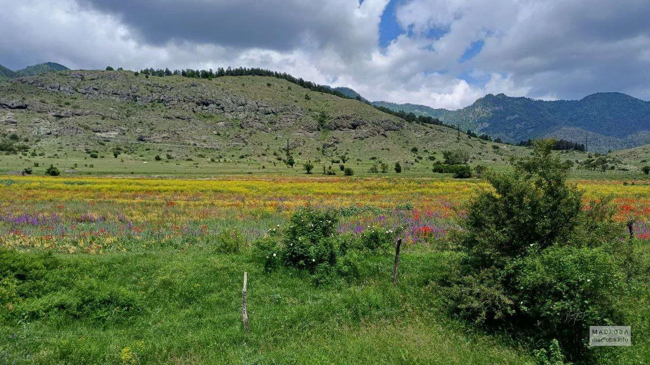 Цветочное поле и горы Грузии