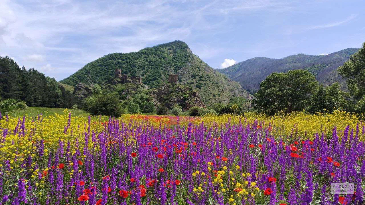 Поле с красивыми ароматными цветами