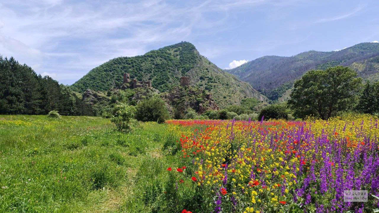 Цветочное поле и горы Сакартвело