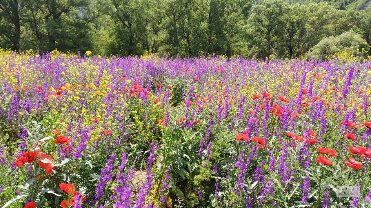 Цветочное поле в Ахалцихском муниципалитете