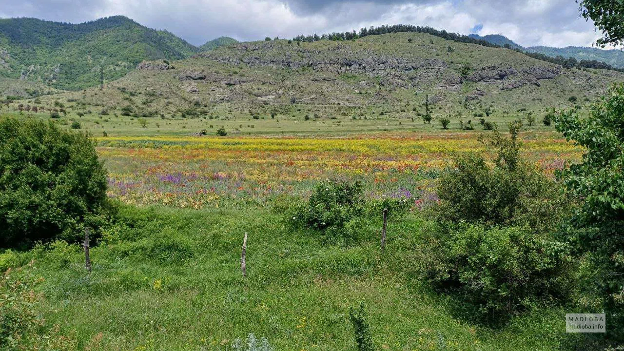 Цветочное поле и горы Грузии