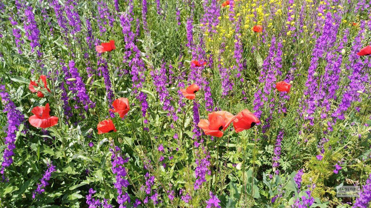 Цветущее поле — маки, люпины и дикая красота природы Грузии