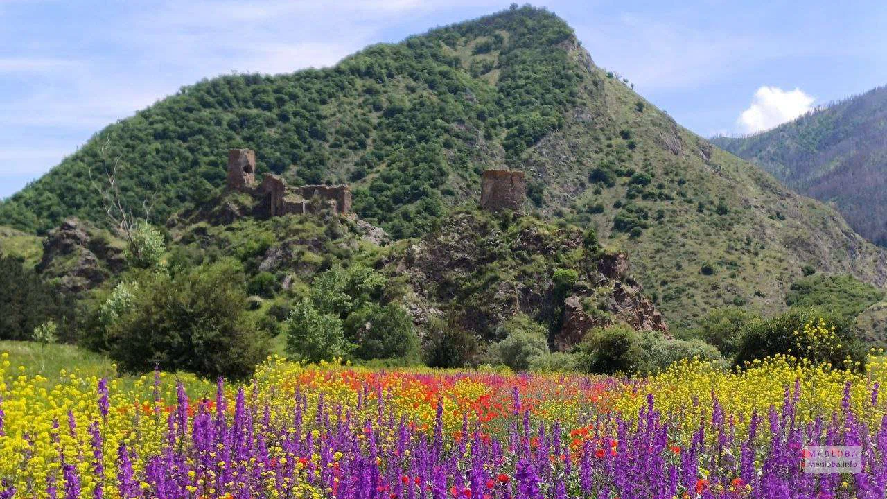 Поле с красивыми ароматными цветами рядом с горами