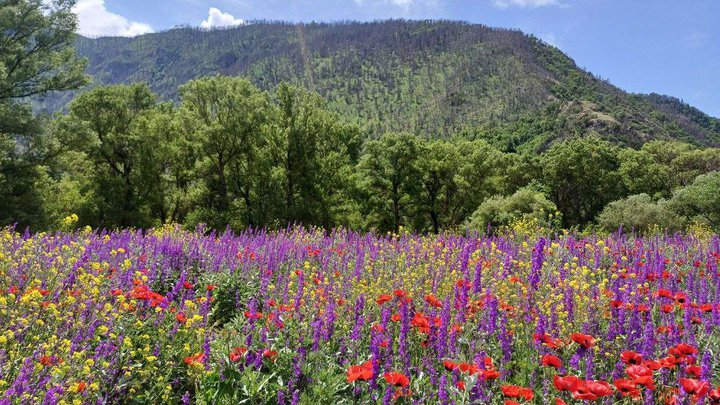 Цветочное поле