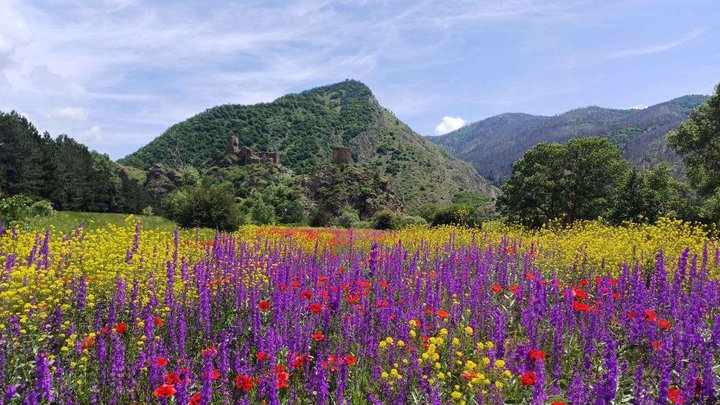 Цветочное поле