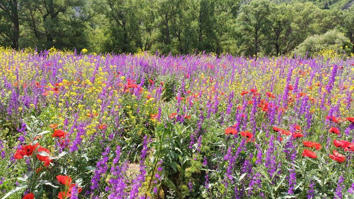 Цветочное поле