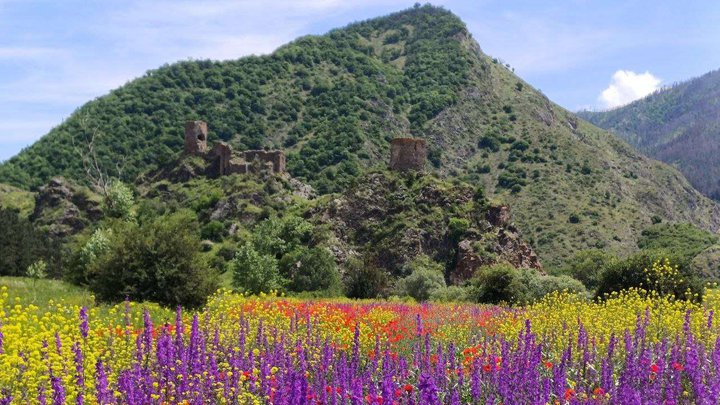 Цветочное поле