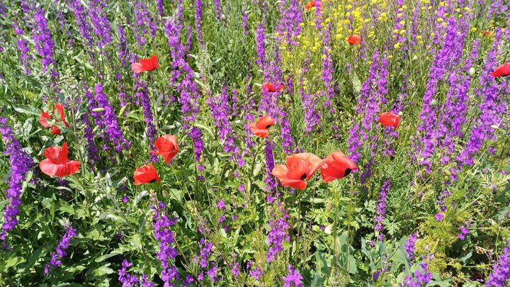 Цветочное поле