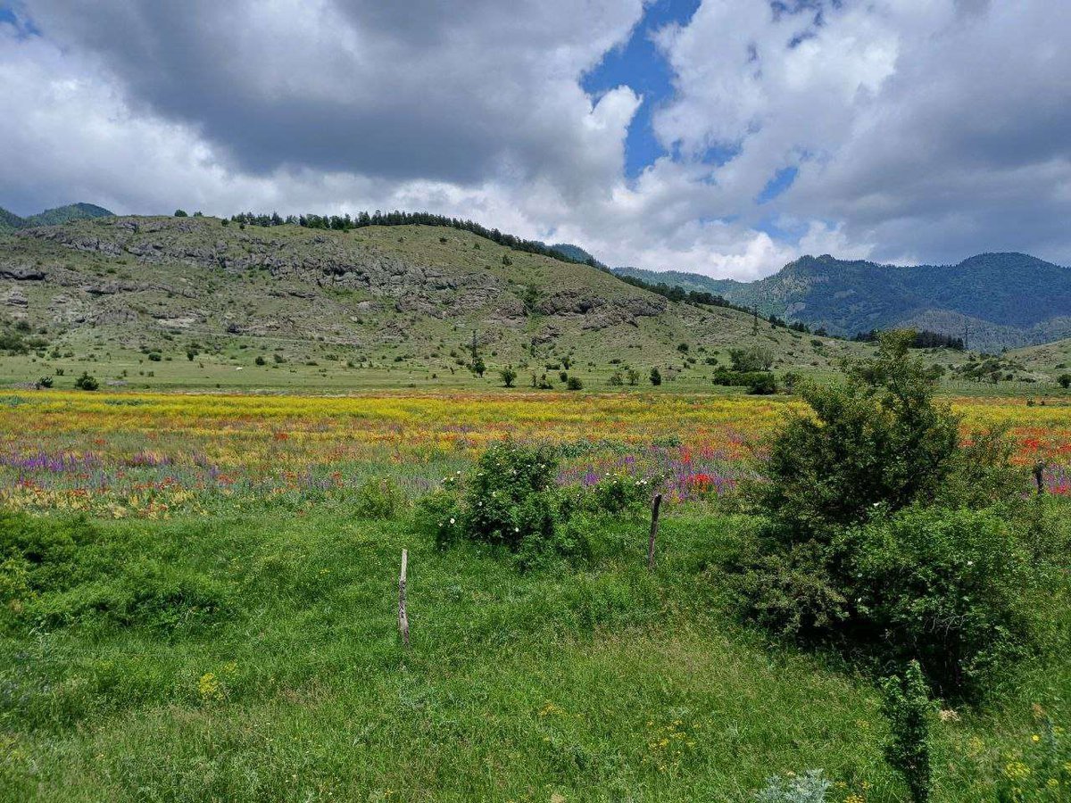 Цветочное поле и горы Грузии