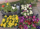 Цветочный магазин Flowers shop (eva)