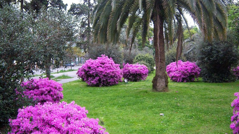 Botanical Garden in Batumi