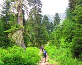 Туроператор (ул. Сараджишвили 17)