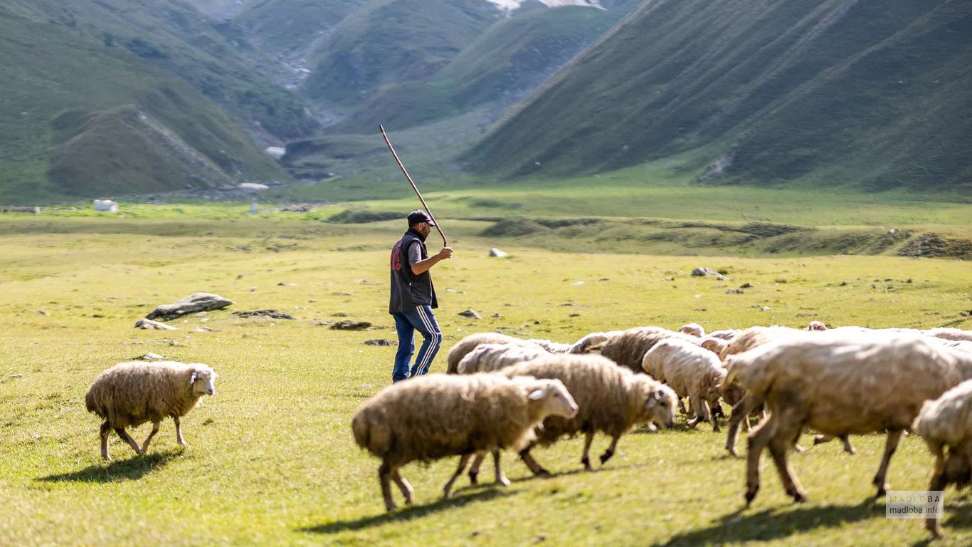 Пастух с баранами в ущелье Трусо в солнечный день