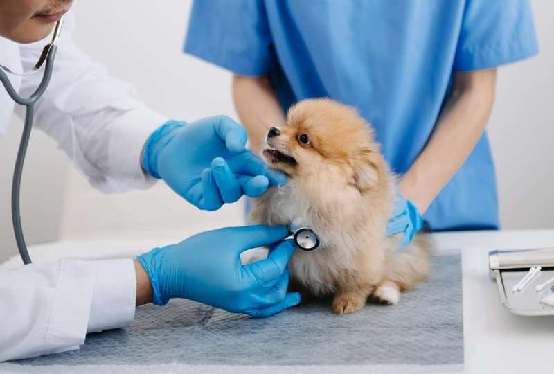 Veterinary clinic services