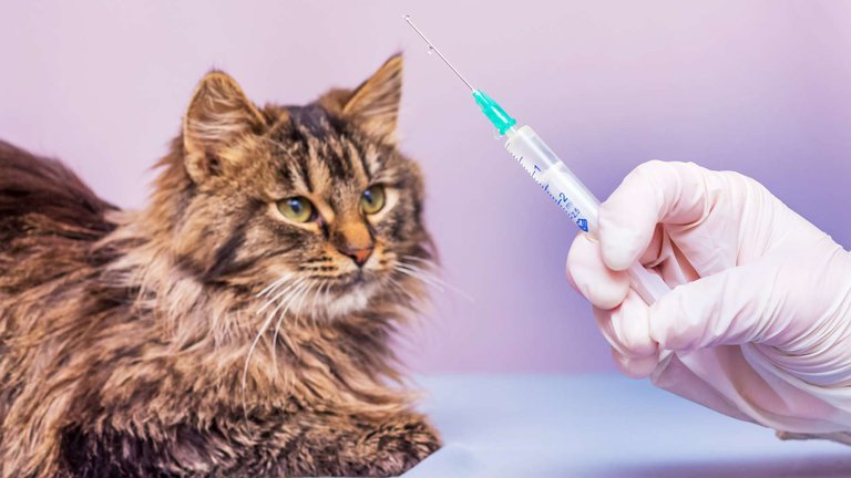 Vaccination of pets in Tbilisi