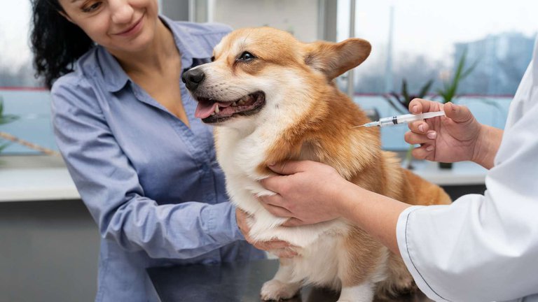 Vaccination of pets in Kutaisi