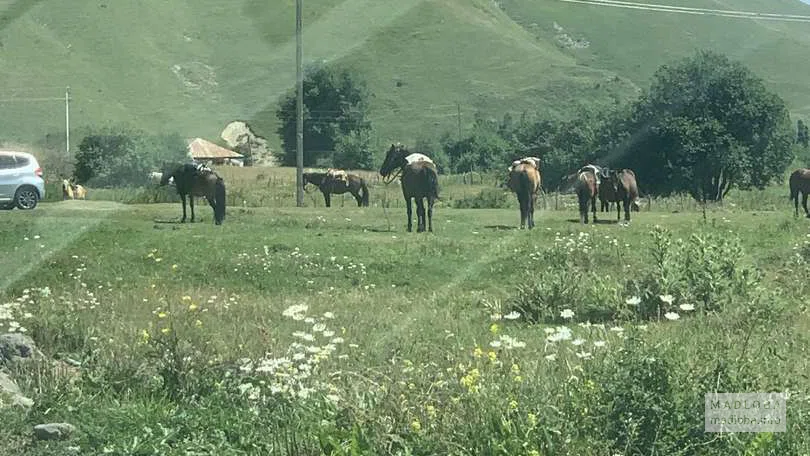 Верховая езда и прокат квадроциклов возле Ганиси