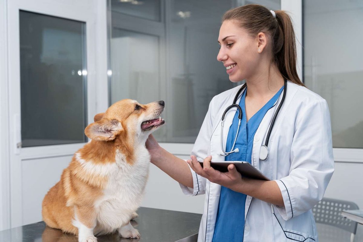 A veterinarian petting and checking a Corgi on an exam table while holding a tablet — illustrating finding a vet for a dog in Georgia.