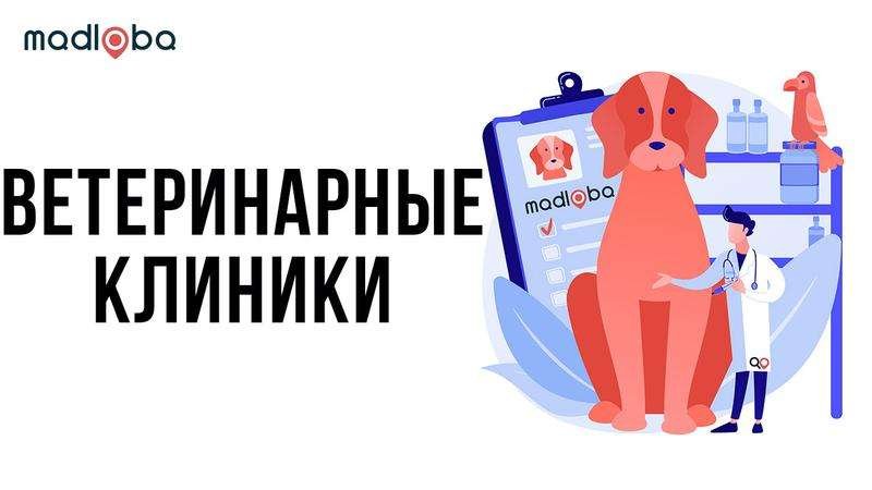 Veterinarians and veterinary clinics in Georgia