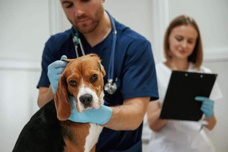 Veterinarians are treating a dog
