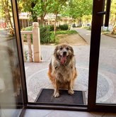 შინაური ცხოველებისთვის