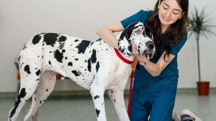 Veterinarium