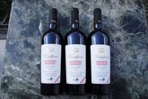Company Vinifera