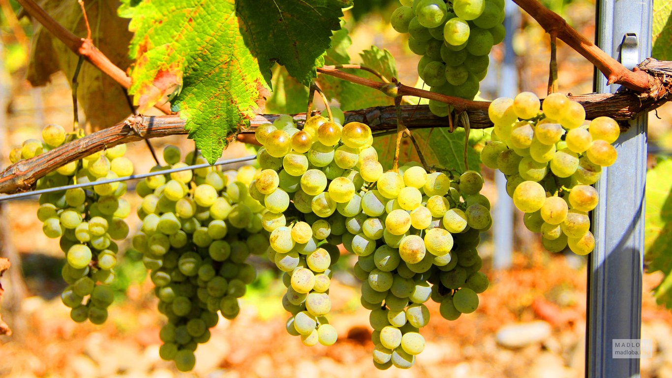 Виноградная лоза в Грузии