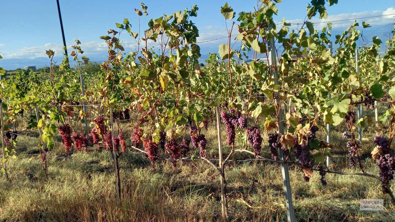 виноград на винодельне  Wine Trails в Икалто