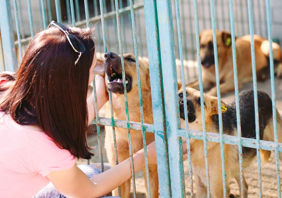 A woman crouches to pet ear-tagged dogs reaching through the bars of a shelter enclosure, with more dogs resting behind them.