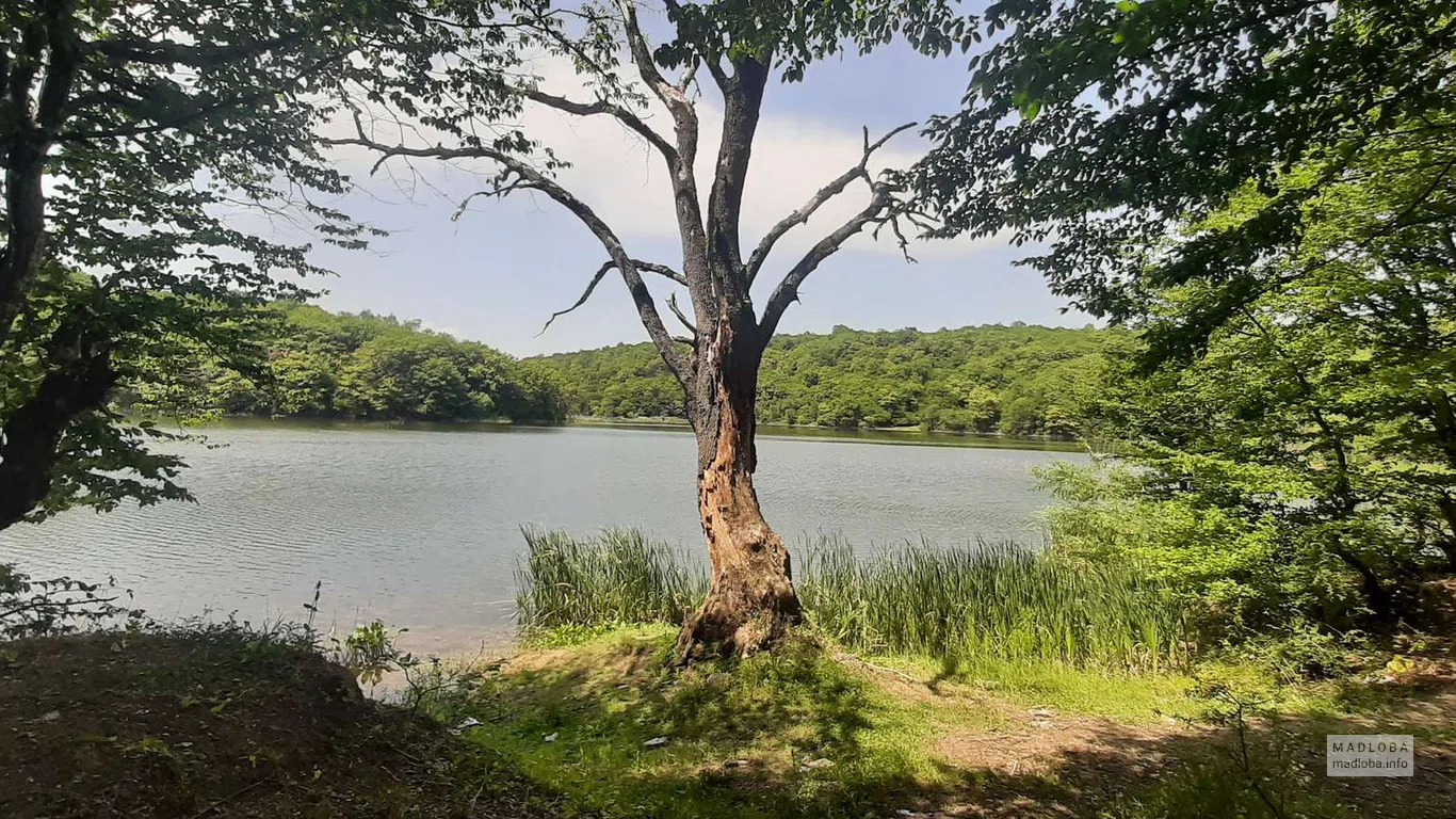 Вид на Водохранилище Лакби в окружении зеленых деревьев летним днем