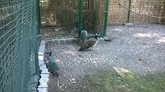 ვოლიერი ფარშევანებით (ბოტანიკური ბაღი)